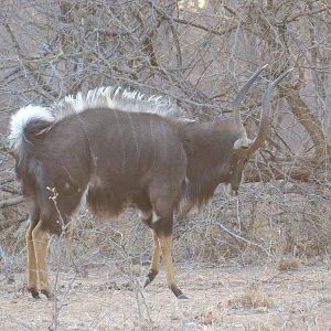 Nyala Zimbabwe