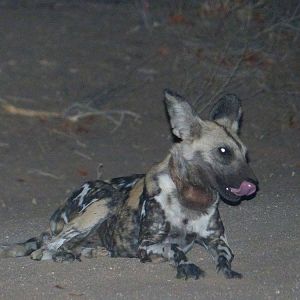 African Wild Dog Zimbabwe