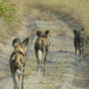 African Wild Dogs Zimbabwe