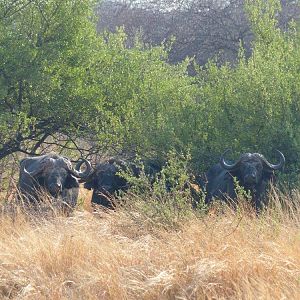 Cape Buffalo Zimbabwe