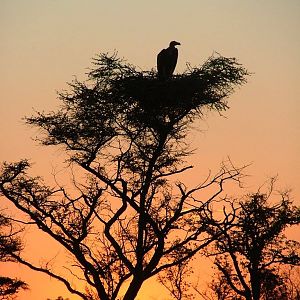 Vulture in top of tree in the sunset