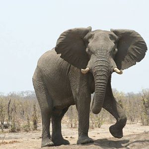 Elephant Zimbabwe