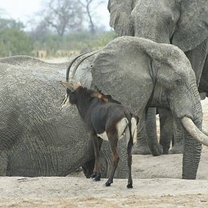 Sable Antelope & Elephant in Zimbabwe