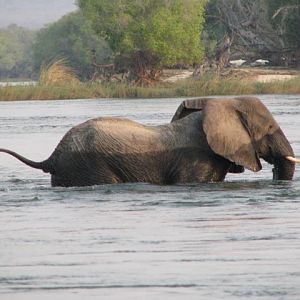 Elephant Zimbabwe