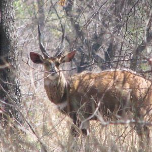 Bushbuck Zimbabwe