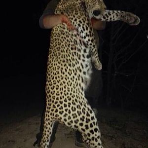 Hunt Leopard in Zimbabwe