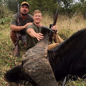 Cape Buffalo Hunt Zimbabwe