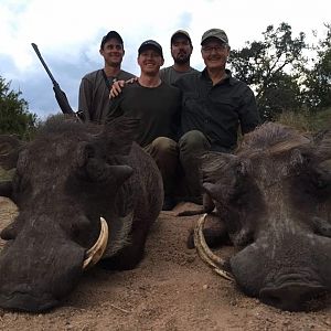 Zimbabwe Hunt Warthog