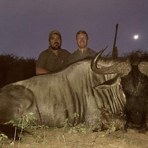 Blue Wildebeest Hunt Zimbabwe