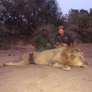 Lion Hunt in Zimbabwe