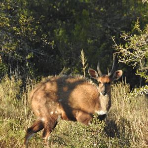 Bushbuck South Africa