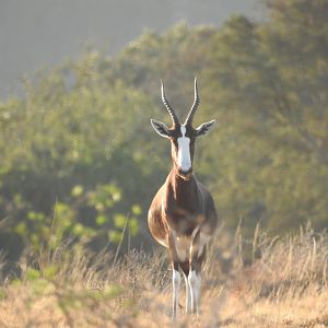 Blesbok South Africa