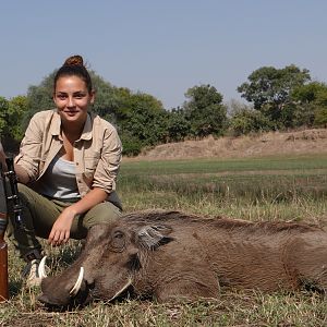 Warthog Hunting in Zimbabwe