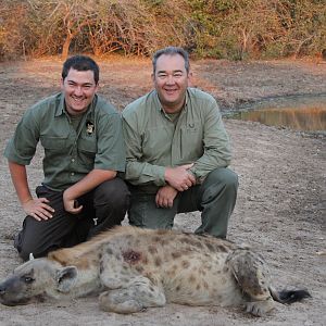 Hunting Spotted Hyena Zimbabwe