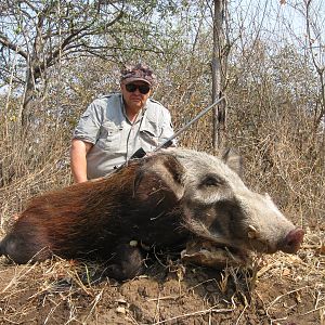 Bushpig Hunt in Zimbabwe