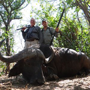 Hunt Cape Buffalo Zimbabwe