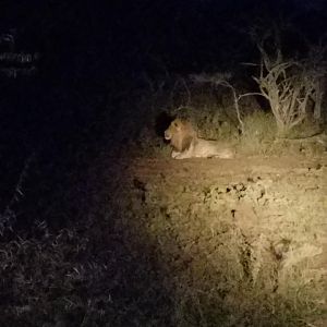 Lion South Africa