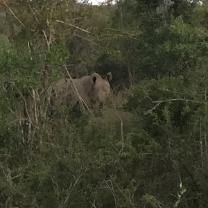 White Rhino South Africa