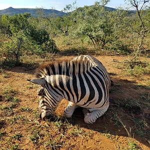 Hunting Burchell's Plain Zebra South Africa