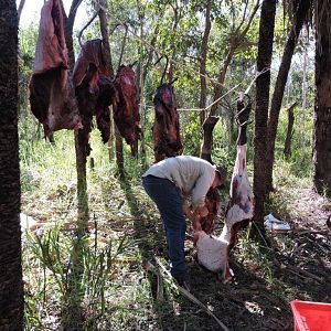 Hunting Asiatic Water Buffalo in Australia