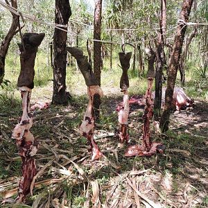 Hunting Asiatic Water Buffalo in Australia