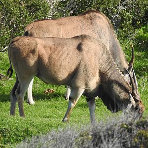 Eland