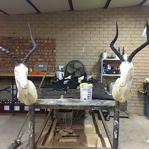 Start of my SA taxidermy