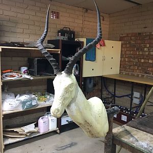 Start of my SA taxidermy