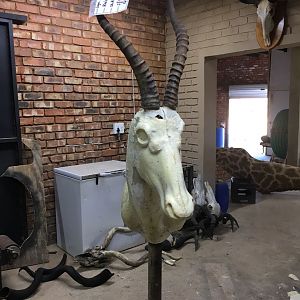 Start of my SA taxidermy