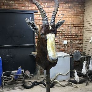 Start of my SA taxidermy