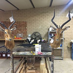 Start of my SA taxidermy