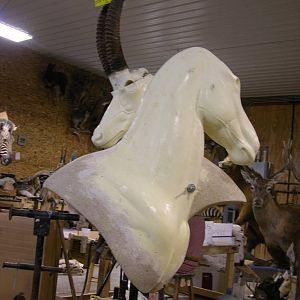 Start Of A Double Suspended Pedestal Zebra & Sable