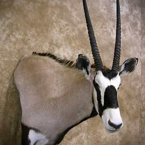 Gemsbok Shoulder Mount Taxidermy