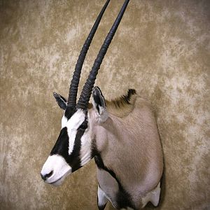 Gemsbok Shoulder Mount Taxidermy