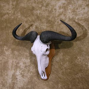 Blue Wildebeest European Skull Mount Taxidermy