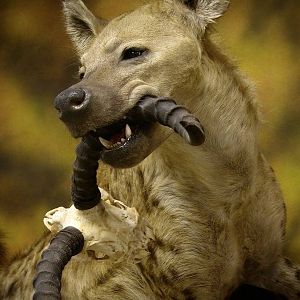 Spotted Hyenas Full Mount Taxidermy Close Up