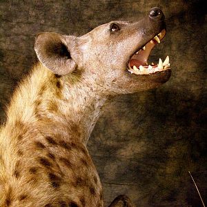 Spotted Hyenas Full Mount Taxidermy Close Up