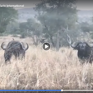 Cape Buffalo