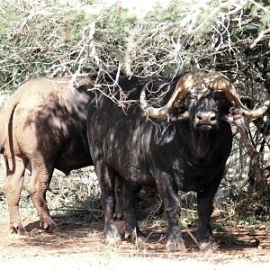 Cape Buffalo South Africa