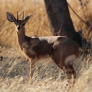 Steenbok