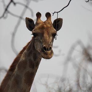 Giraffe