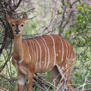 Nyala