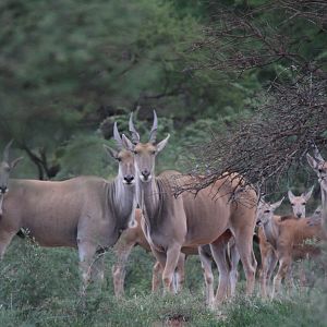 Eland