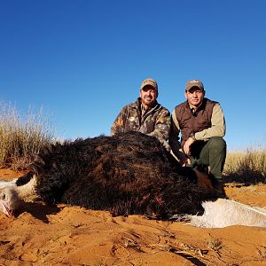 Ostrich Hunt in Kalahari South Africa