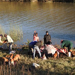 Hippo Hunting in South Africa