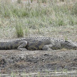 Crocodile Chobe National Park Botswana