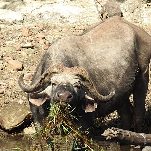 Cape Buffalo Chobe National Park Botswana