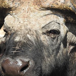 Cape Buffalo Chobe National Park Botswana