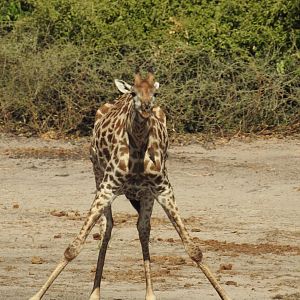 Giraffe Chobe National Park Botswana