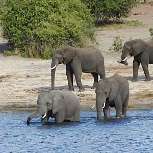 Elephant Chobe National Park Botswana